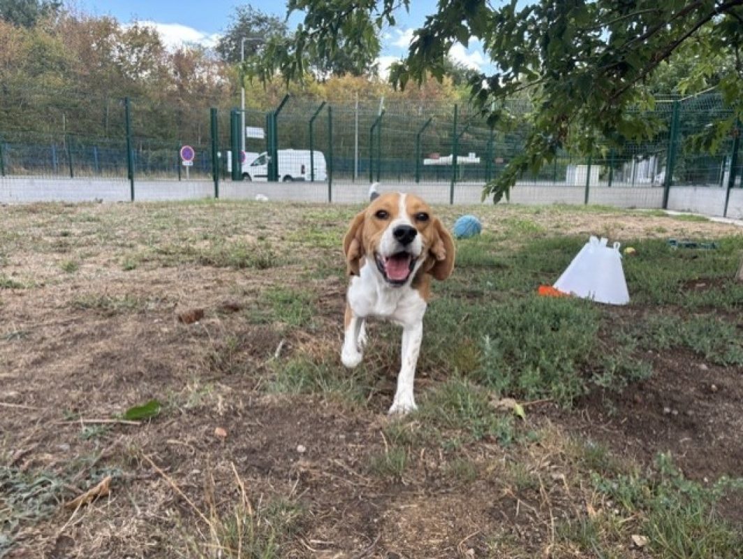 Woody - Chien Beagle à adopter