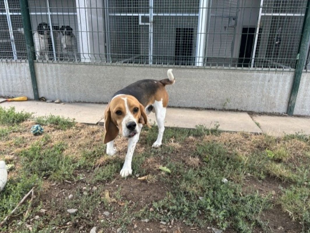 Woody - Chien Beagle à adopter - photo 2