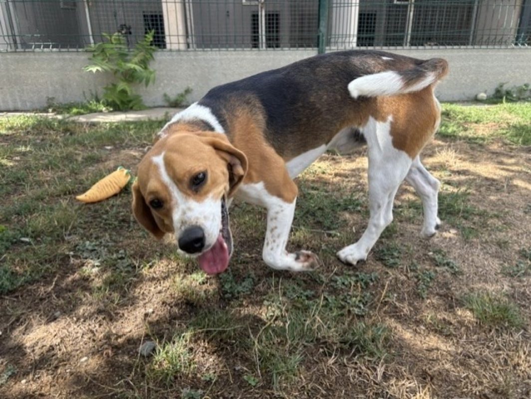 Woody - Chien Beagle à adopter - photo 3