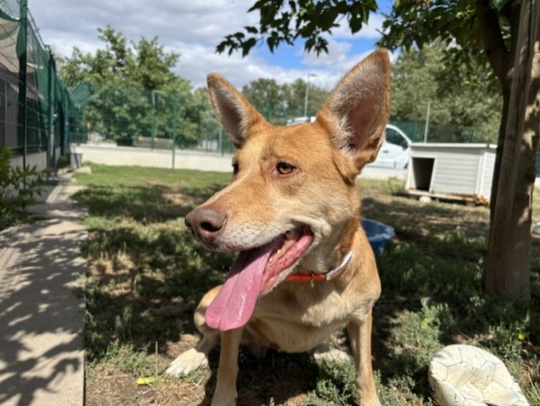 Bella - Chien à adopter