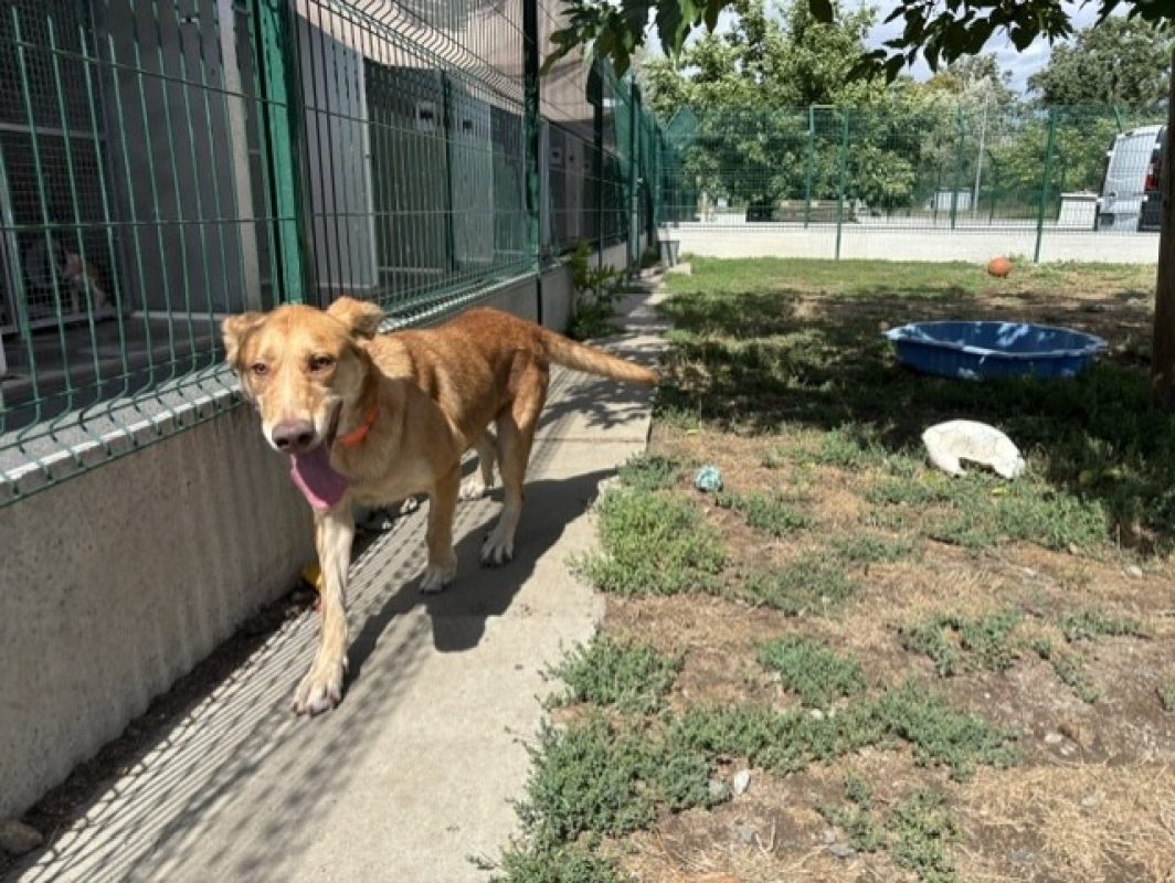 Bella - Chien à adopter - photo 2
