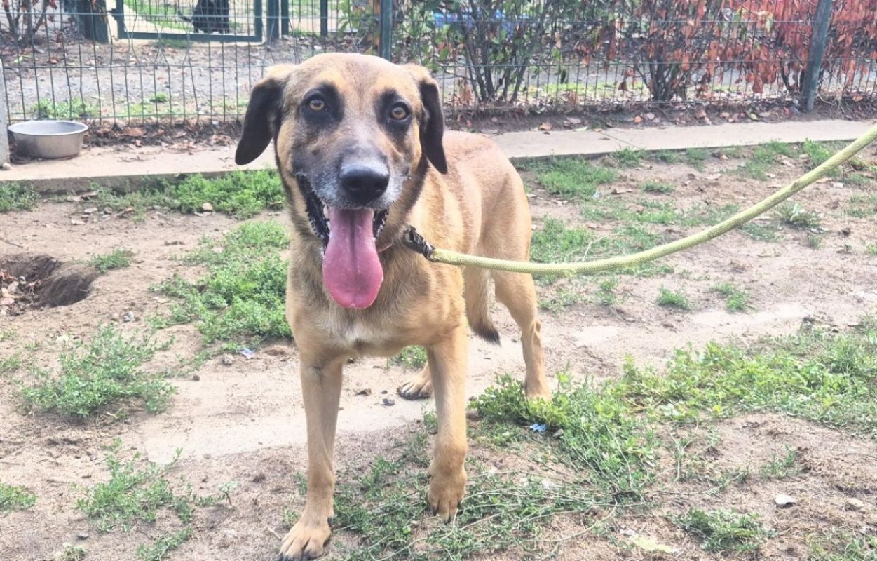 Rafale - Chien à adopter