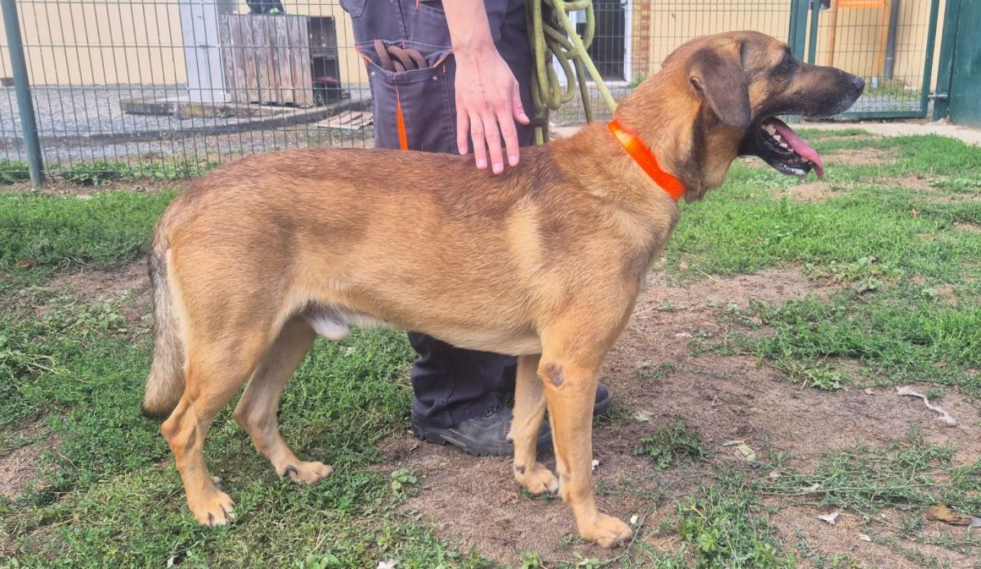 Rafale - Chien à adopter - photo 3