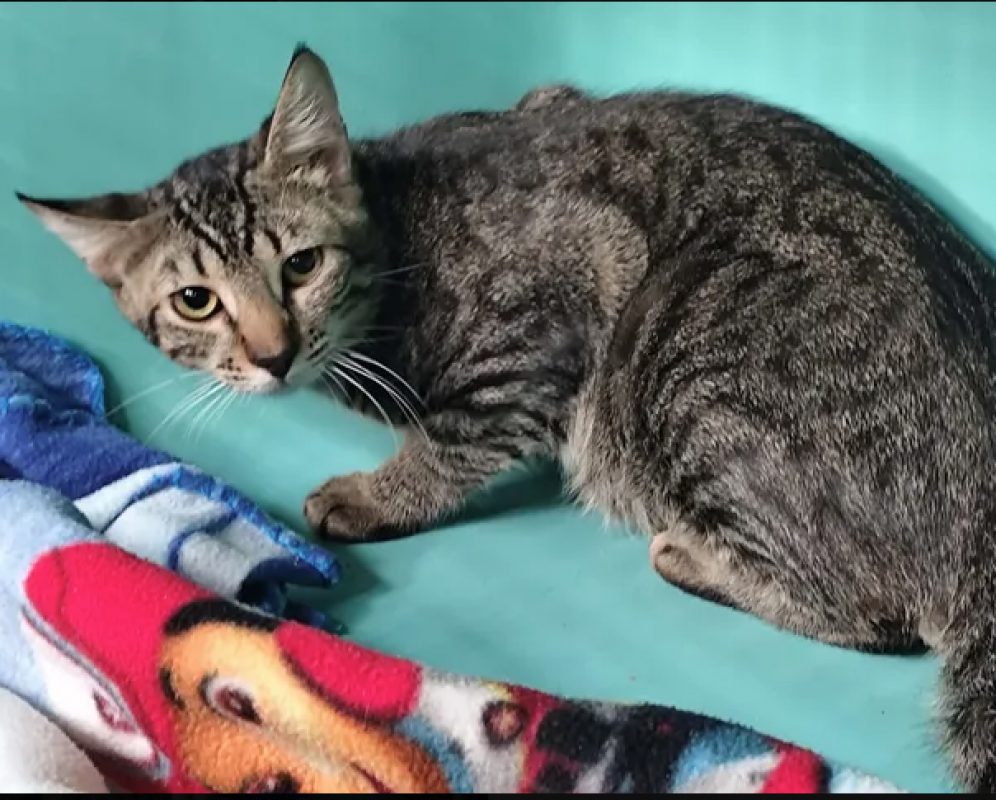 Stan - Chat Européen à adopter