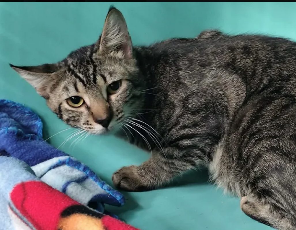 Stan - Chat Européen à adopter - photo 2