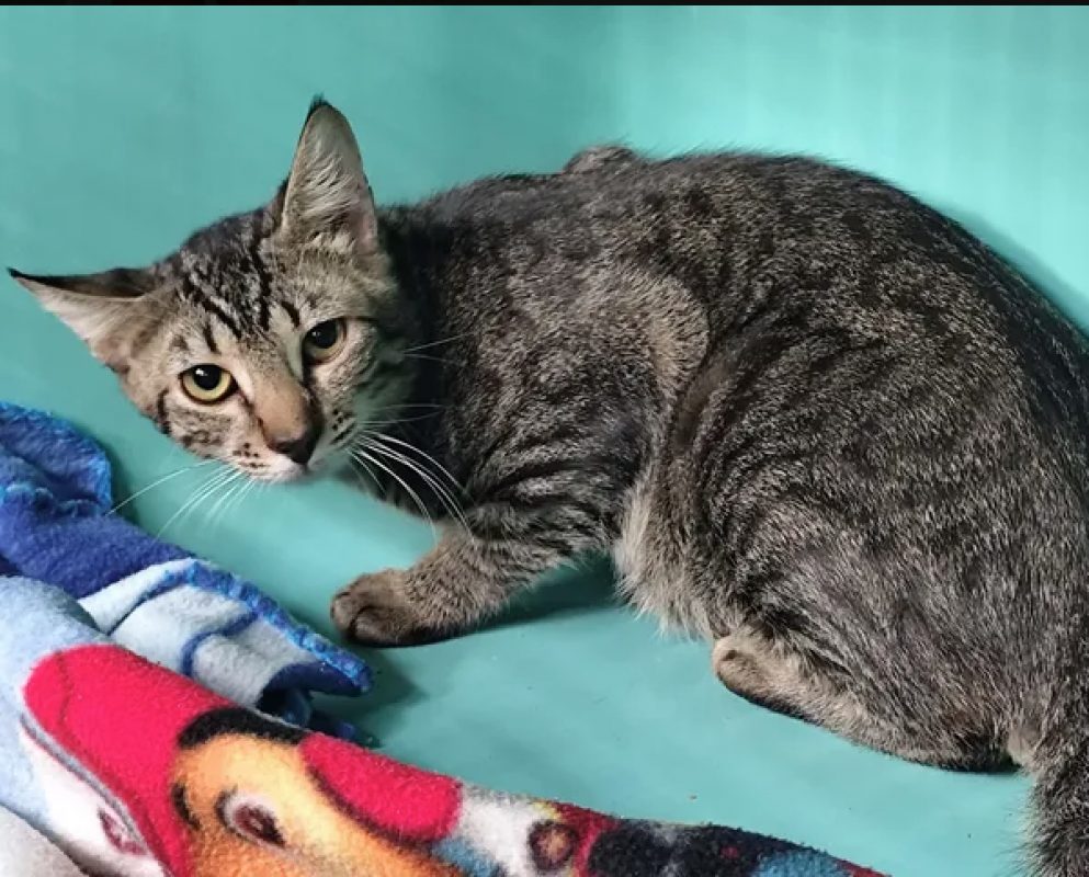 Stan - Chat Européen à adopter - photo 3