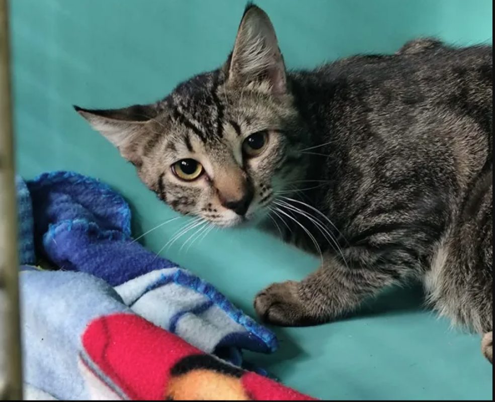 Stan - Chat Européen à adopter - photo 4