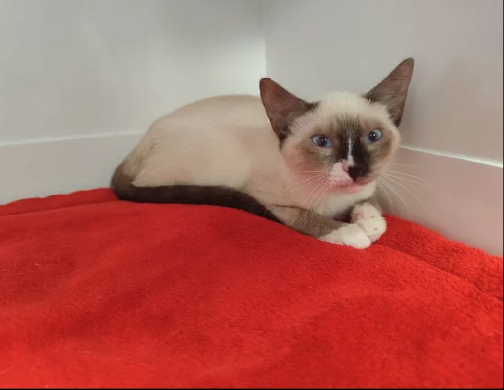 Tataki - Chat Siamois à adopter