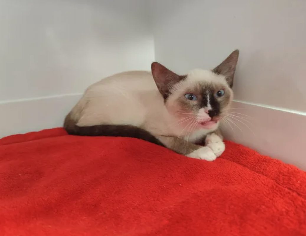 Tataki - Chat Siamois à adopter - photo 2