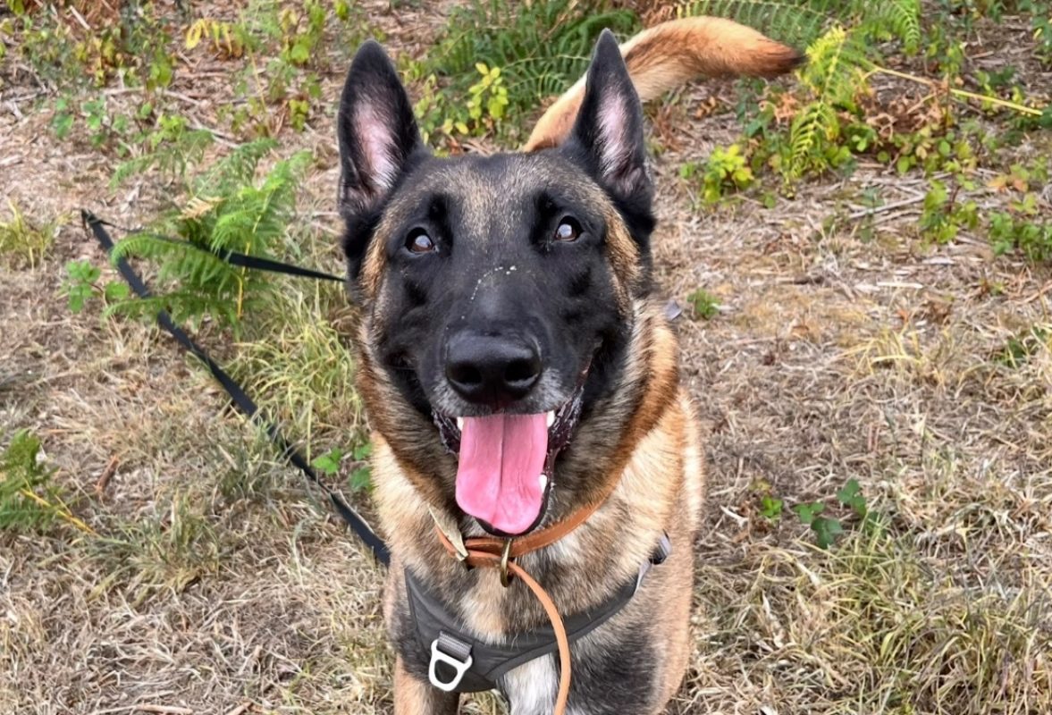Trésor - Chien Berger Belge Malinois à adopter