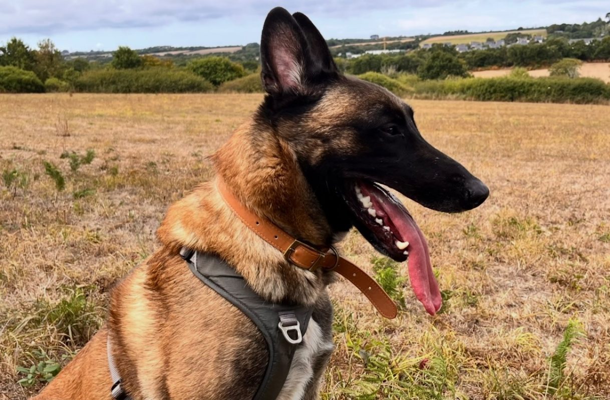 Trésor - Chien Berger Belge Malinois à adopter - photo 2