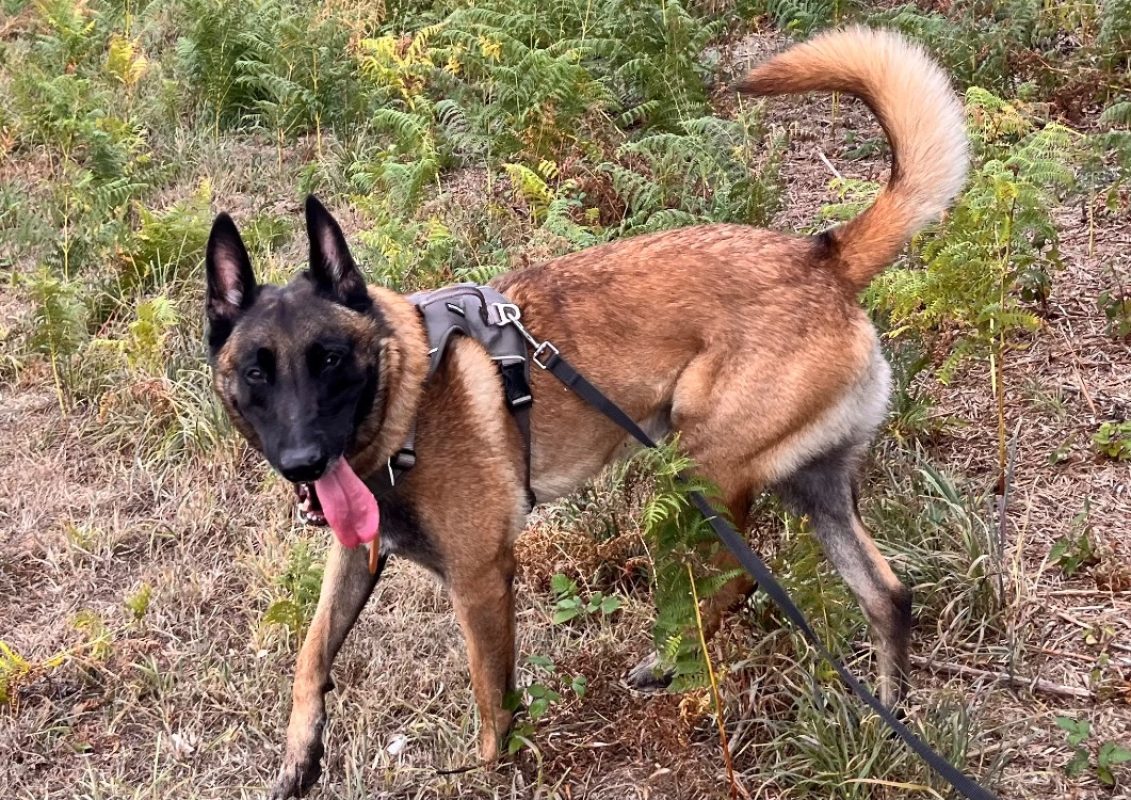 Trésor - Chien Berger Belge Malinois à adopter - photo 3