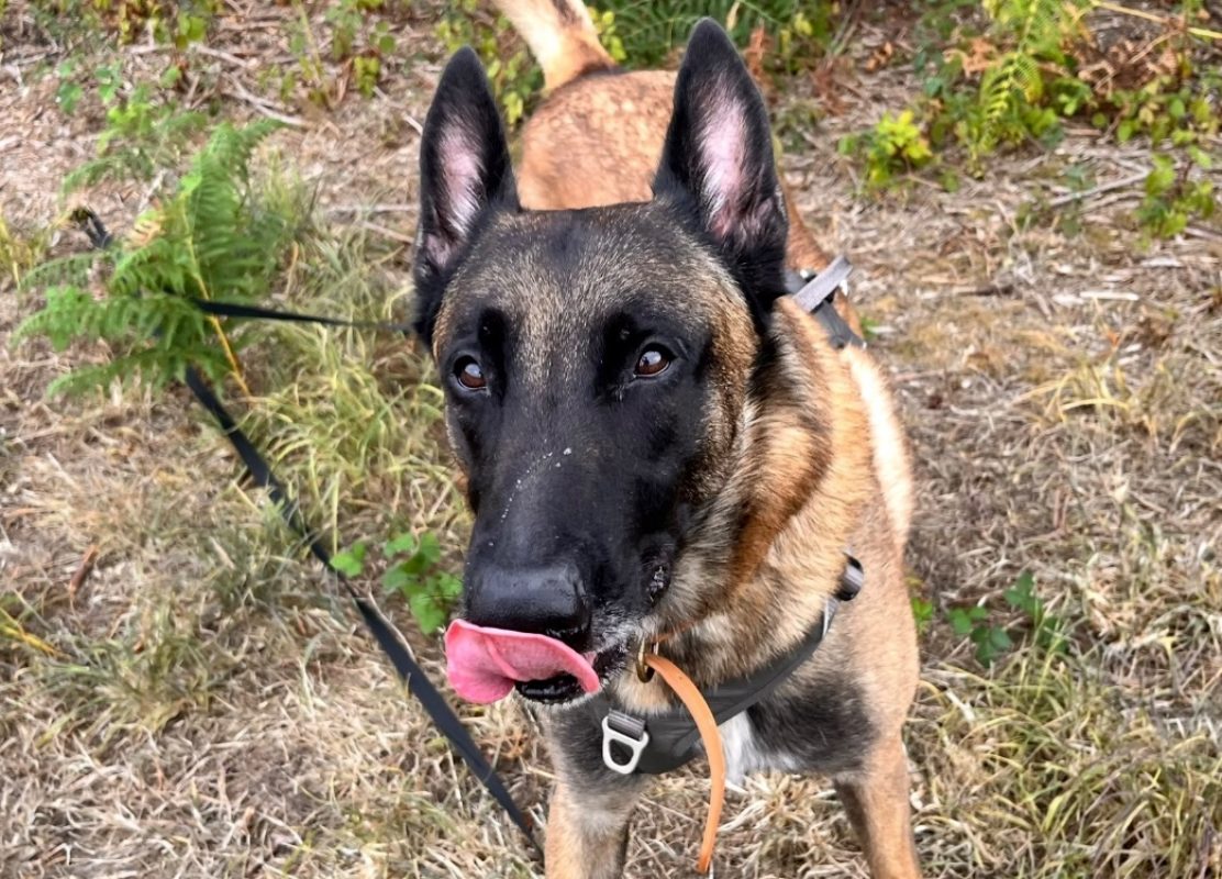 Trésor - Chien Berger Belge Malinois à adopter - photo 4