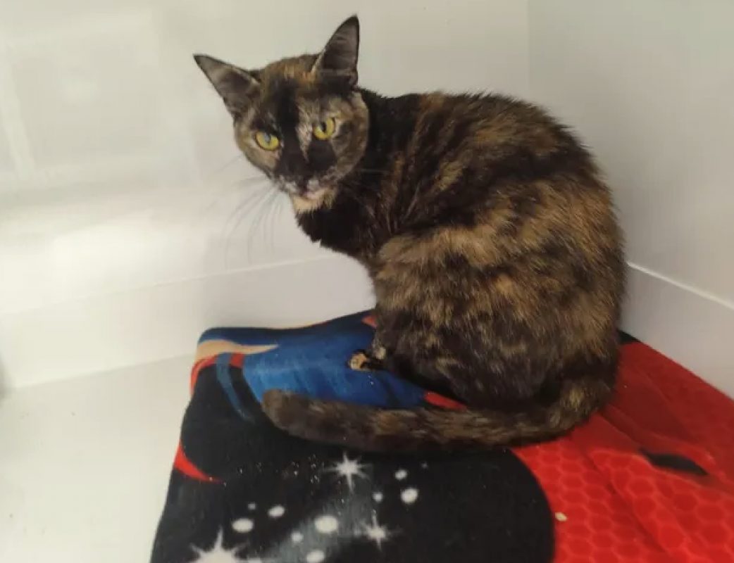 Duchesse - Chat Européen à adopter
