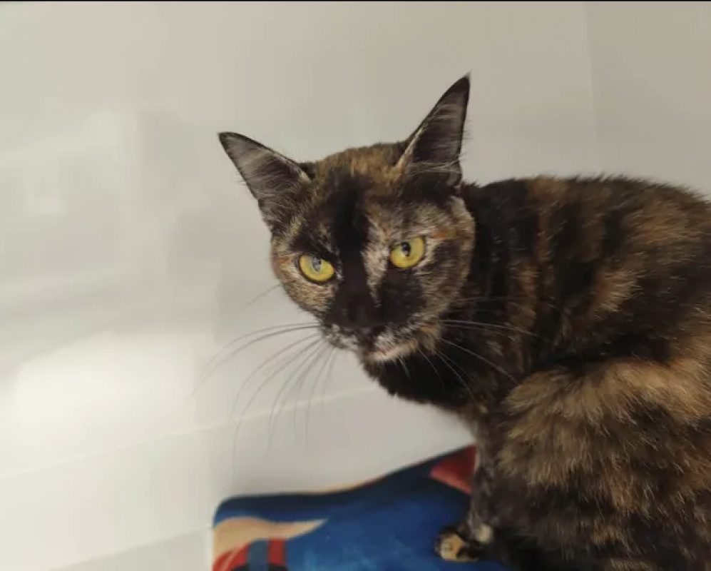 Duchesse - Chat Européen à adopter - photo 2