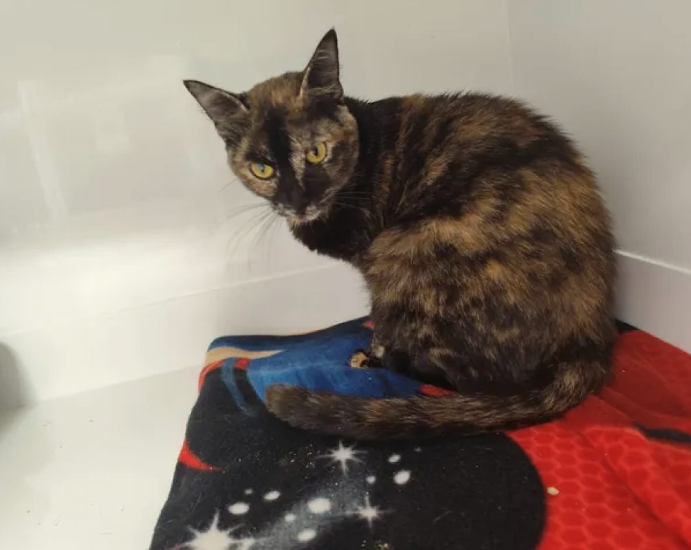 Duchesse - Chat Européen à adopter - photo 3