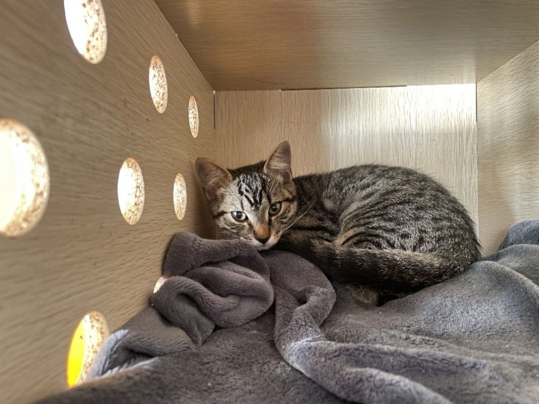 Oléo - Chat Européen à adopter
