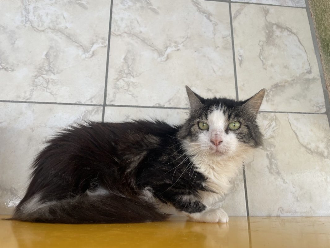Lol - Chat Européen à adopter