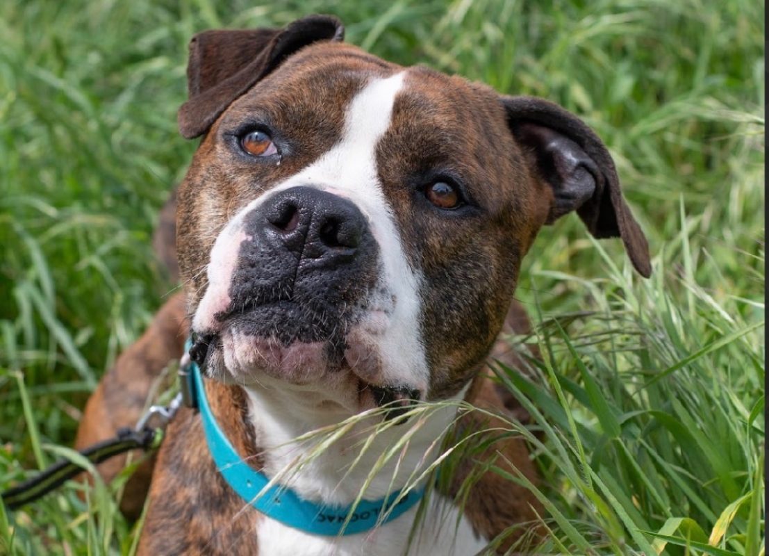 Presto - Chien à adopter