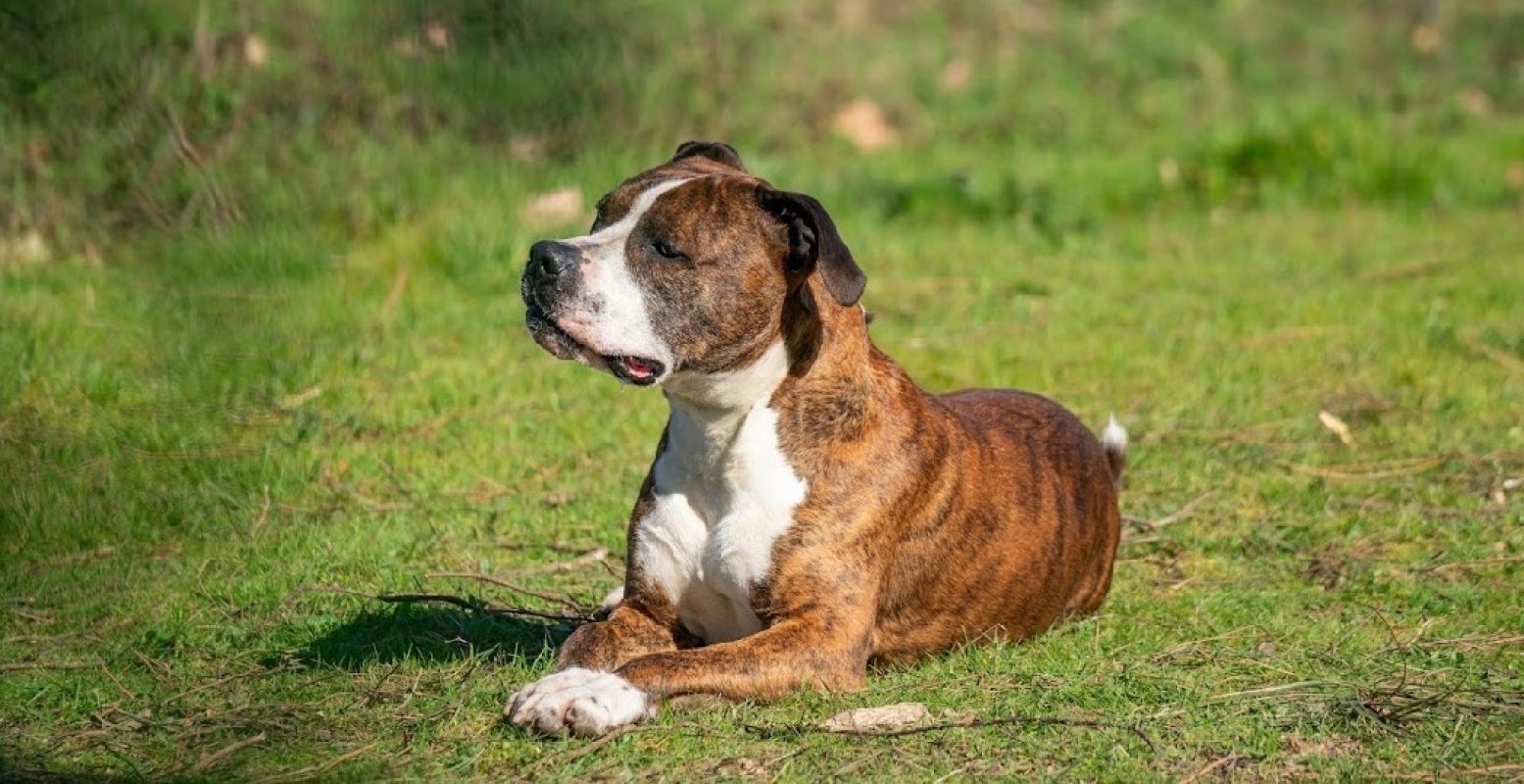Presto - Chien à adopter - photo 2