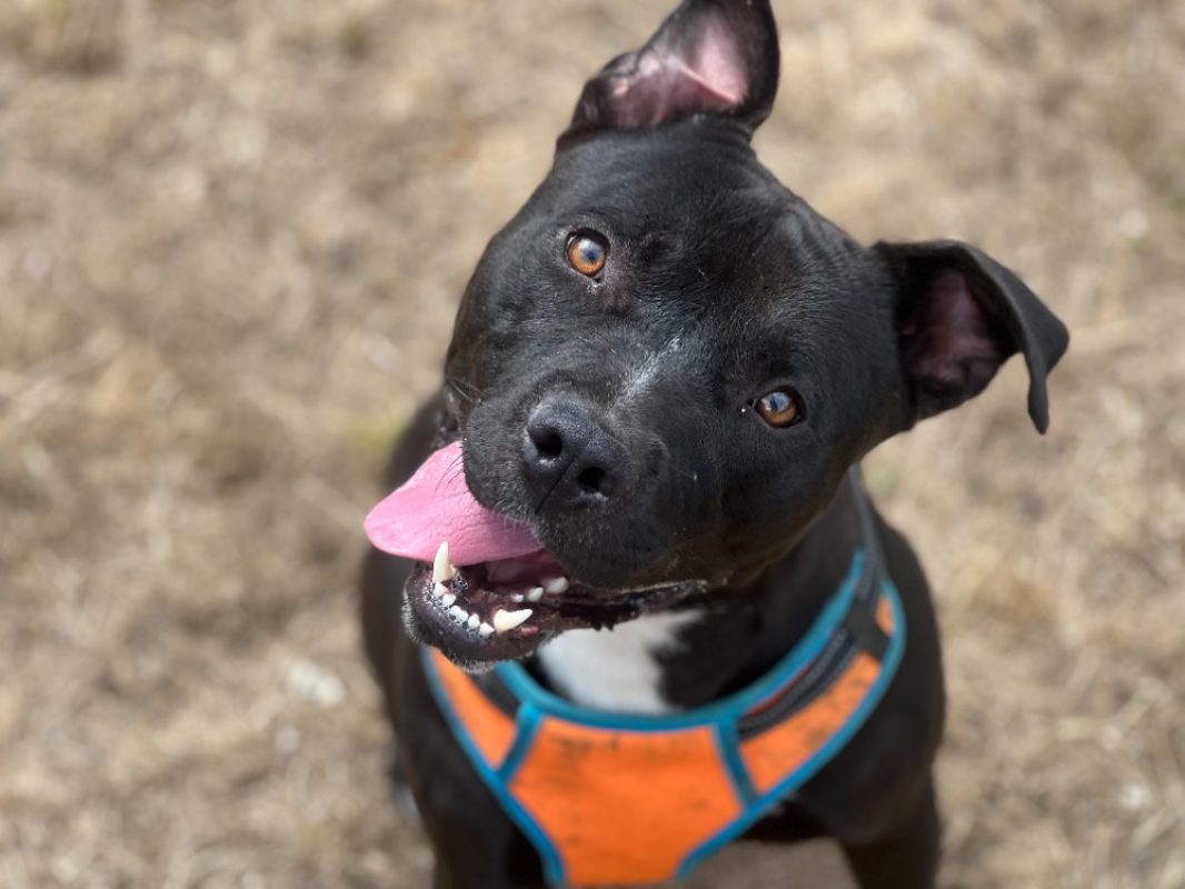 Folker - Chien Bouledogue Américain à adopter