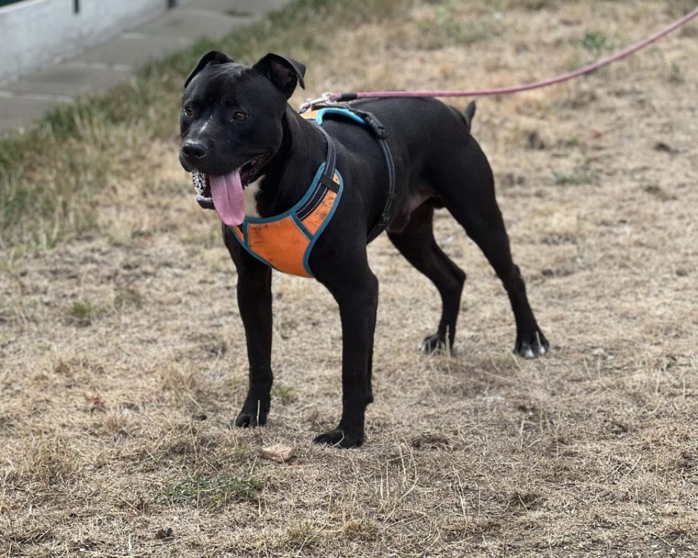 Folker - Chien Bouledogue Américain à adopter - photo 2