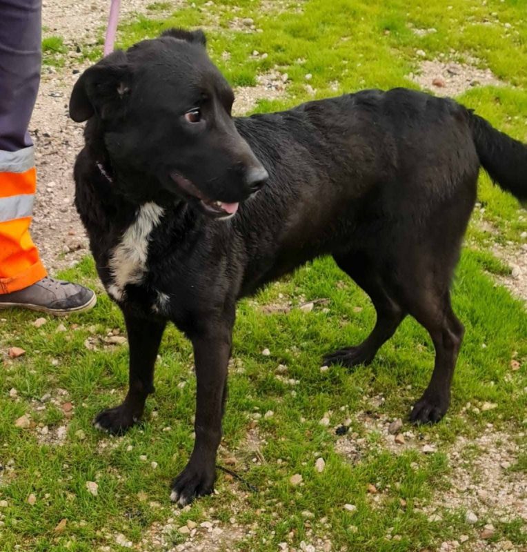 Bella - Chien à adopter