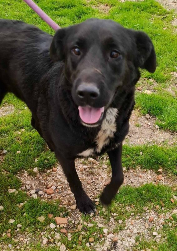 Bella - Chien à adopter - photo 2