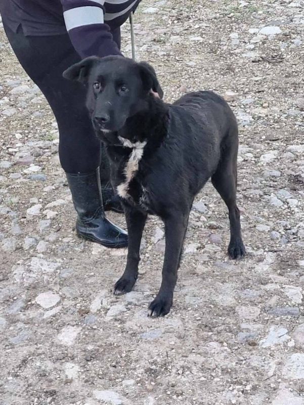 Bella - Chien à adopter - photo 3