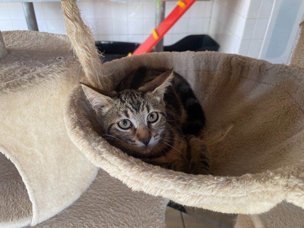 Buzz - Chat Européen à adopter