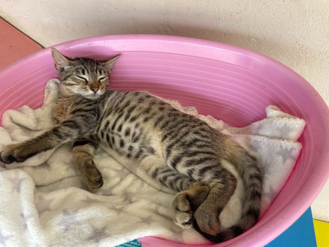 Bolt - Chat Européen à adopter