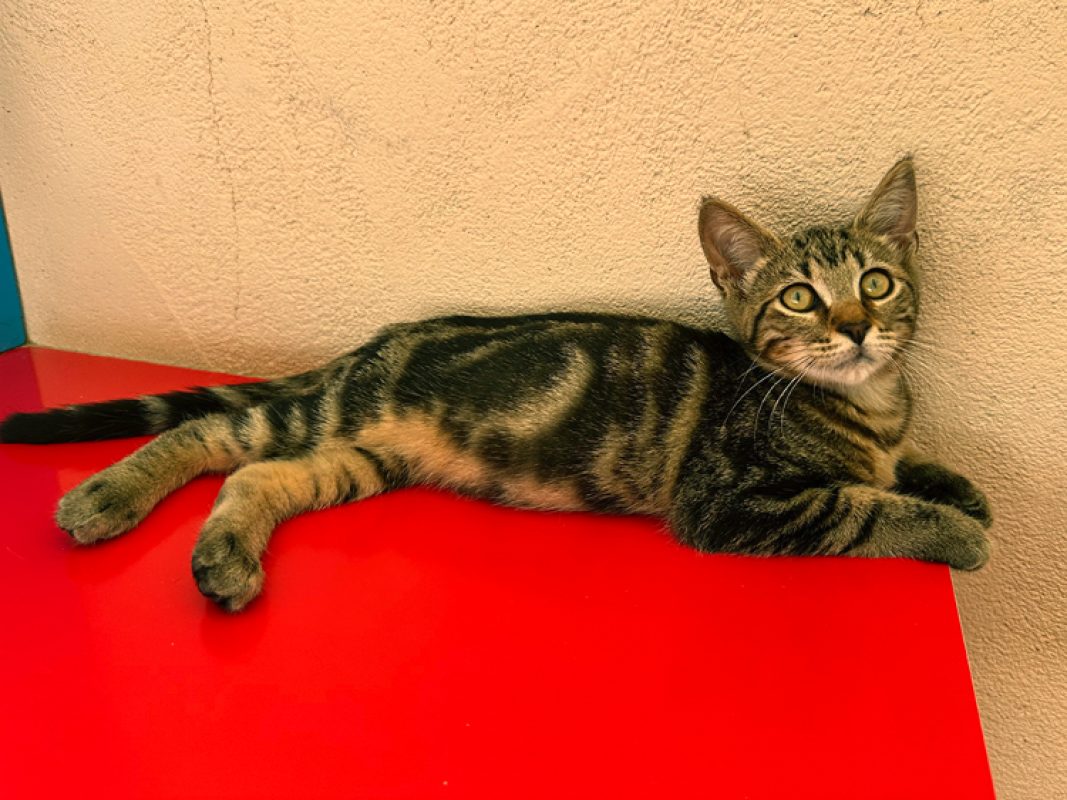 Bolt - Chat Européen à adopter