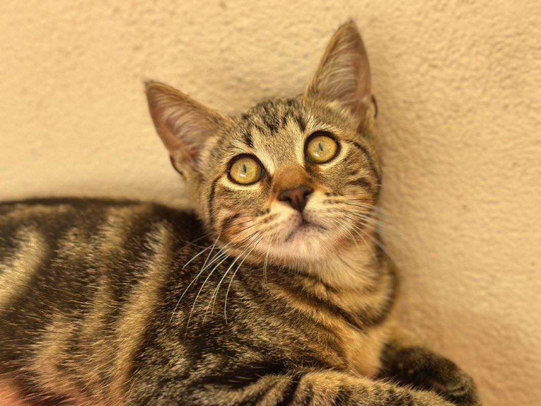 Bolt - Chat Européen à adopter - photo 3