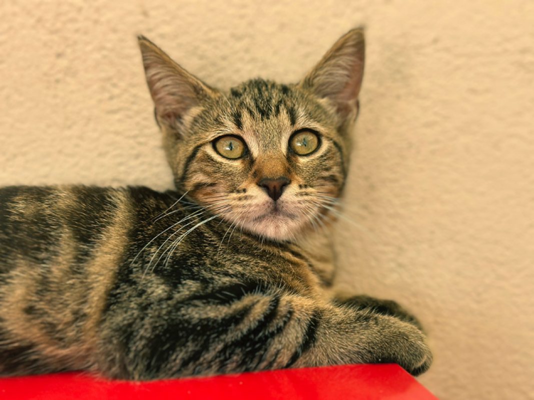 Bolt - Chat Européen à adopter - photo 4