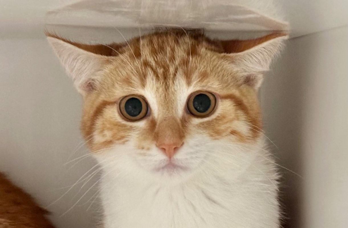 Asmarra - Chat Européen à adopter
