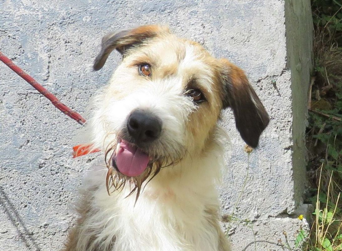 Beethoven - Chien Briquet Griffon Vendéen à adopter