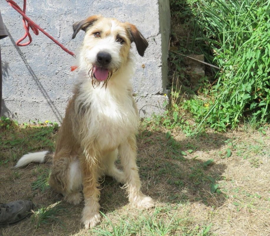 Beethoven - Chien Briquet Griffon Vendéen à adopter - photo 2