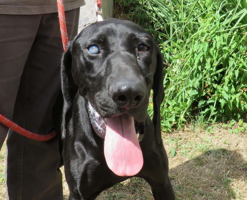 Teach - Chien Pointer Anglais à adopter