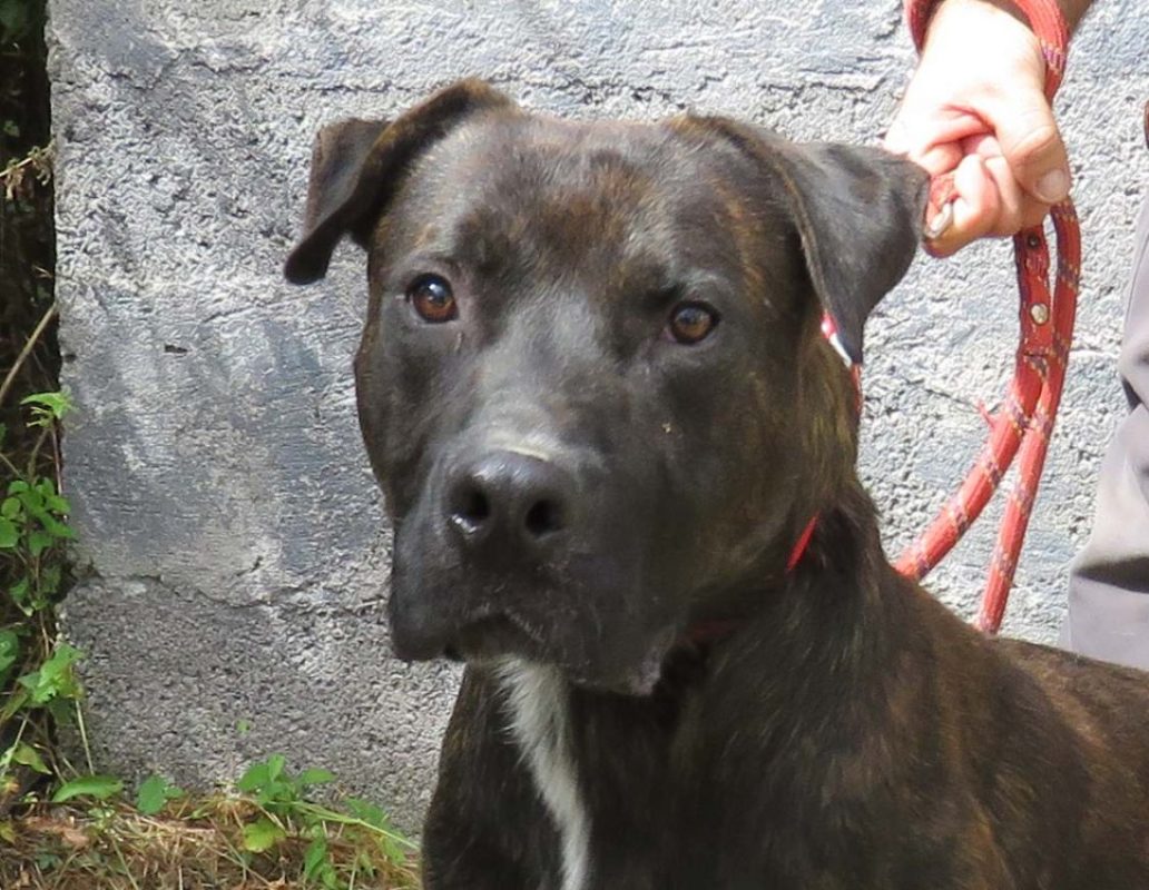 Rackhan - Chien Cane Corso à adopter