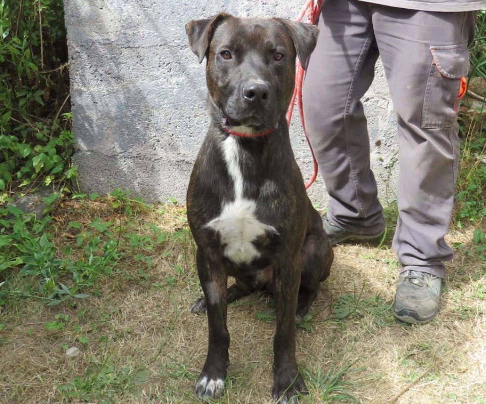Rackhan - Chien Cane Corso à adopter - photo 2