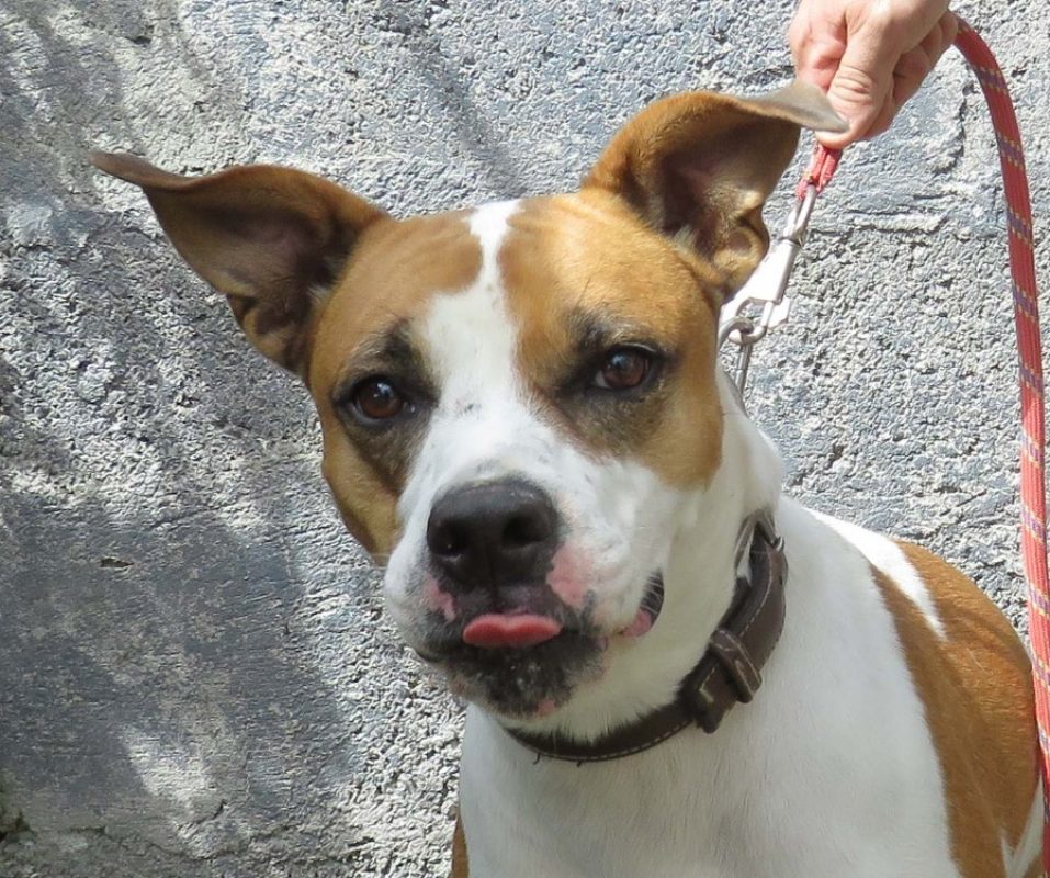 Baggie - Chien à adopter