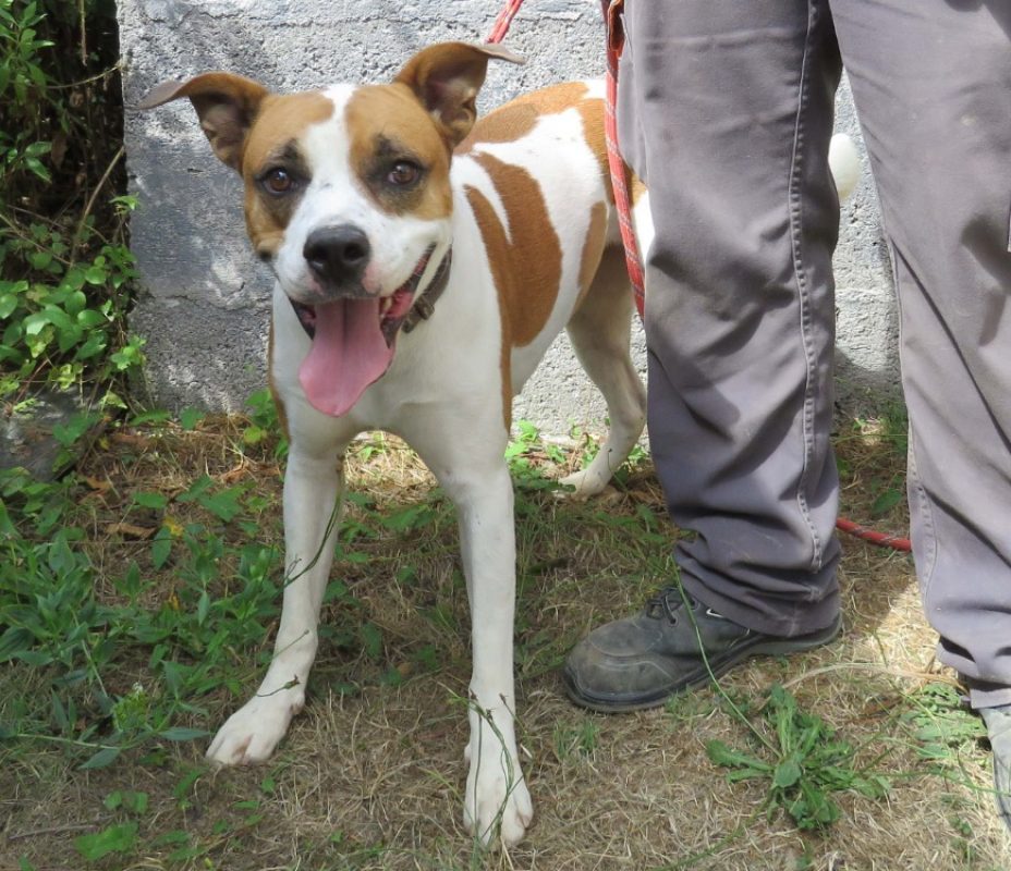 Baggie - Chien à adopter - photo 2