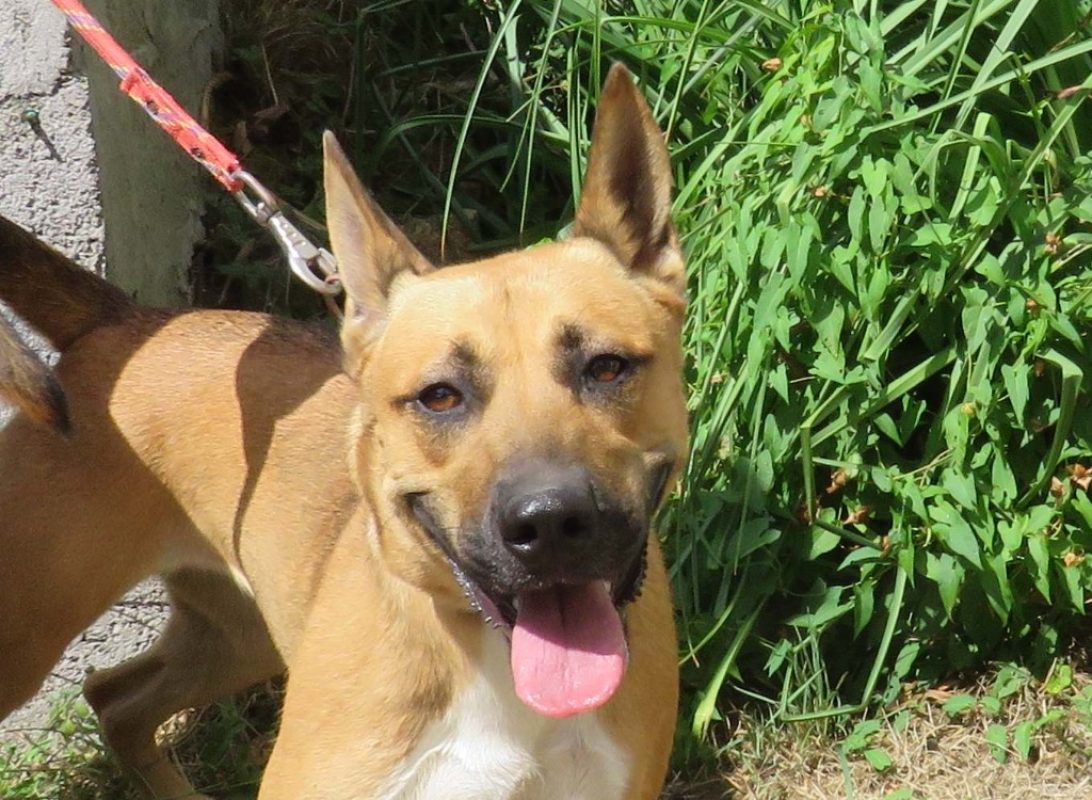Eika - Chien Berger à adopter