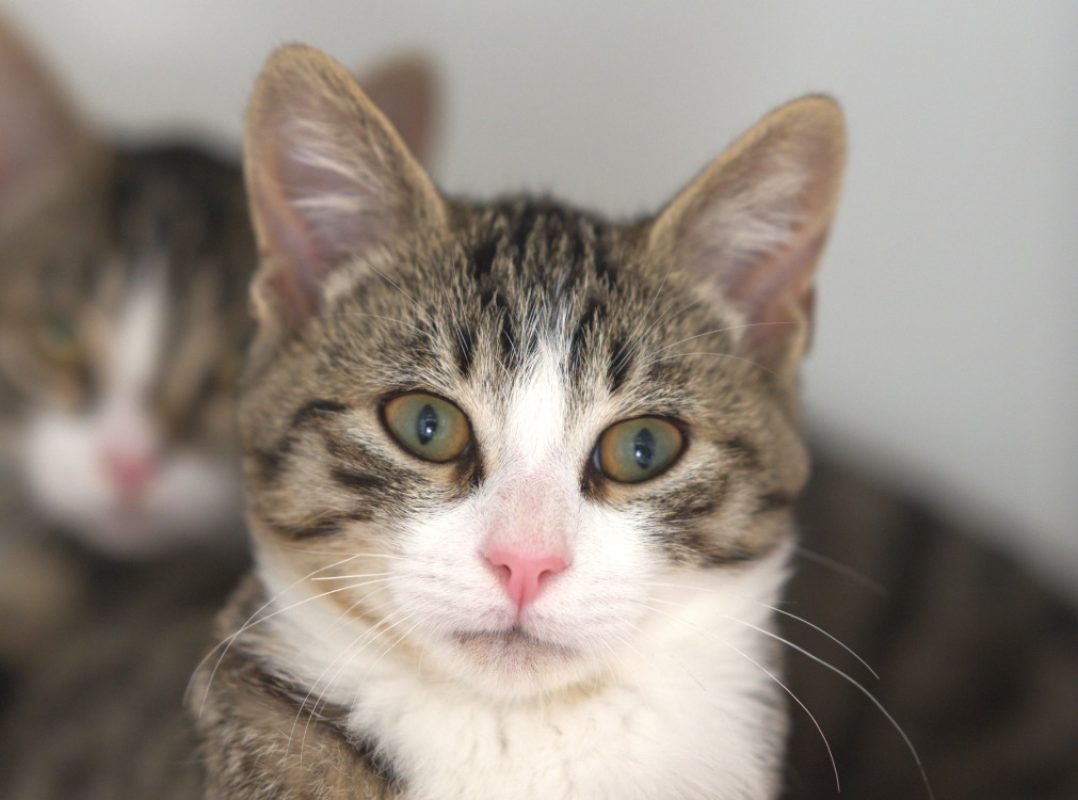 Charly - Chat Européen à adopter