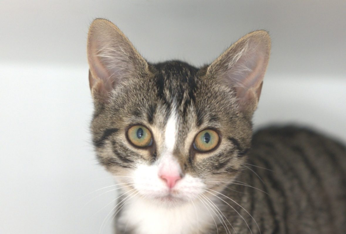 Billie - Chat Européen à adopter