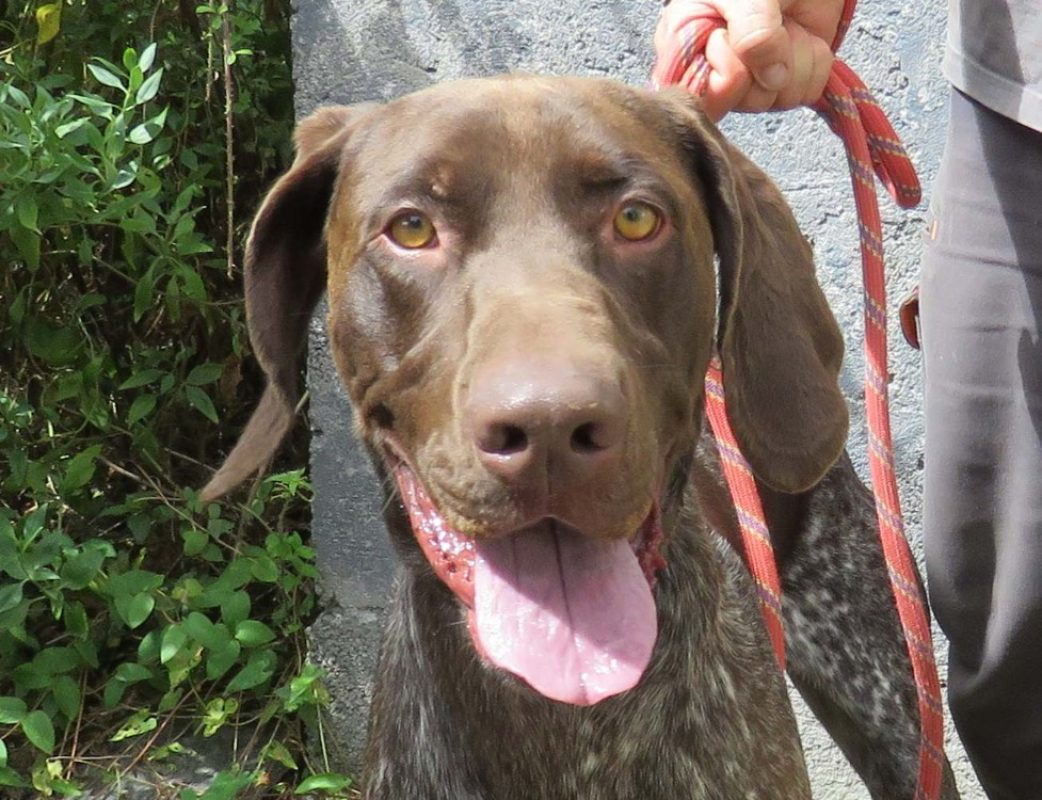 Sultan - Chien Braque allemand à poil court à adopter