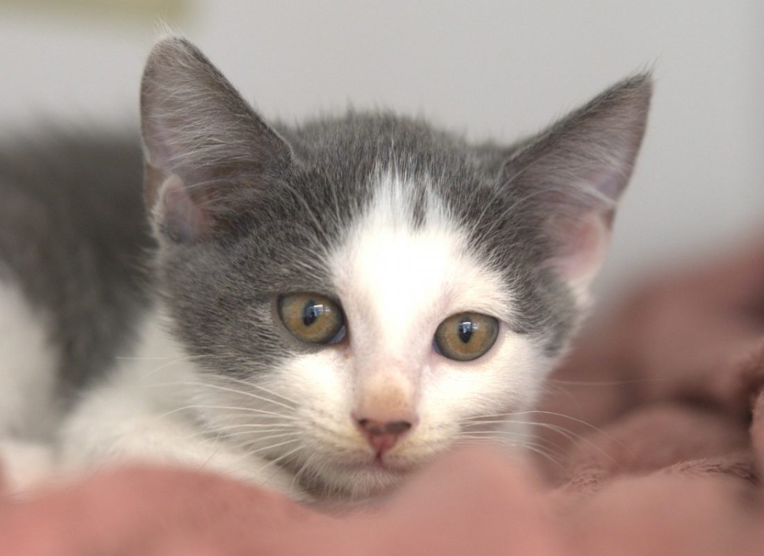 Amande - Chat Européen à adopter