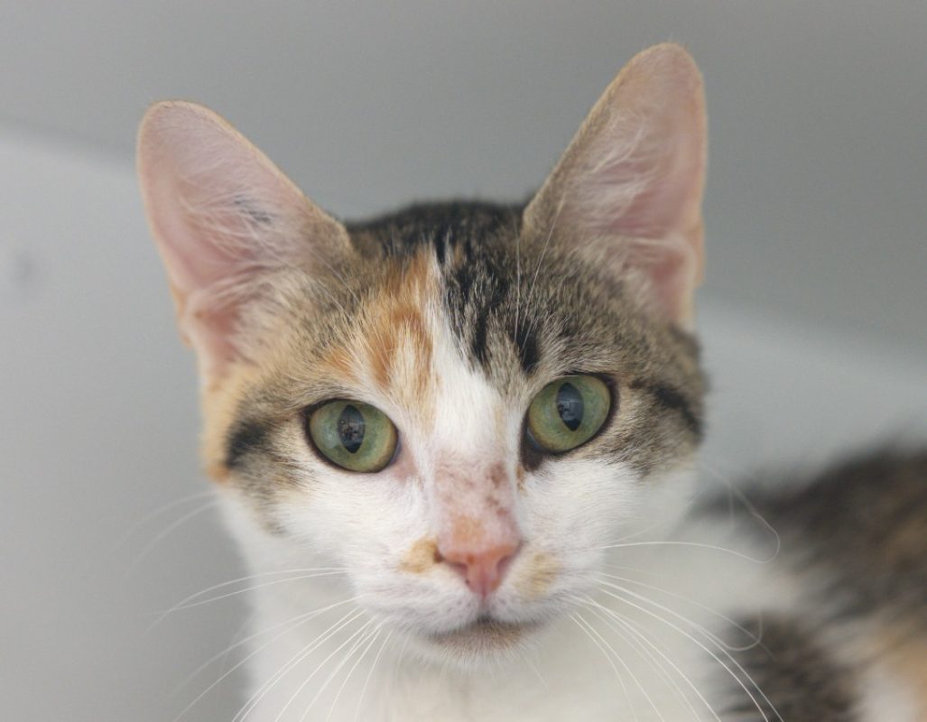 Lili - Chat Européen à adopter