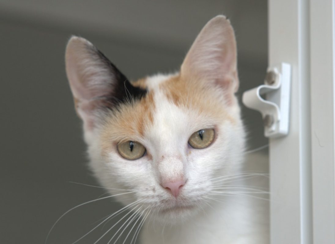 Luna - Chat Européen à adopter