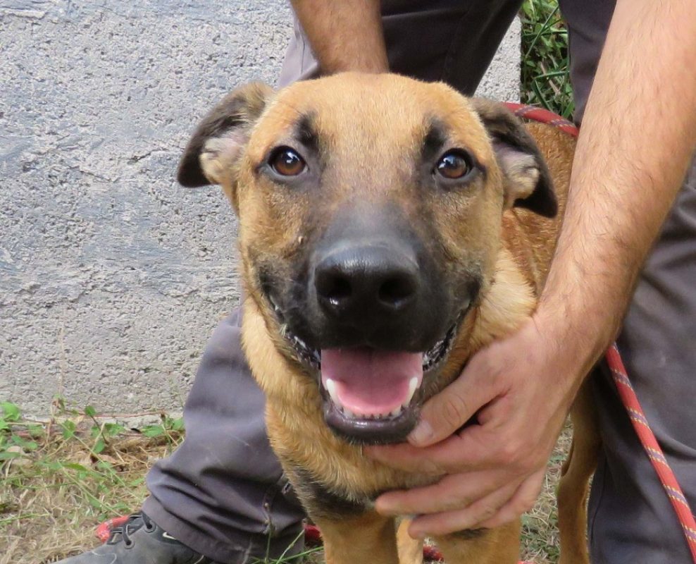 Yakari - Chien Berger Belge Malinois à adopter